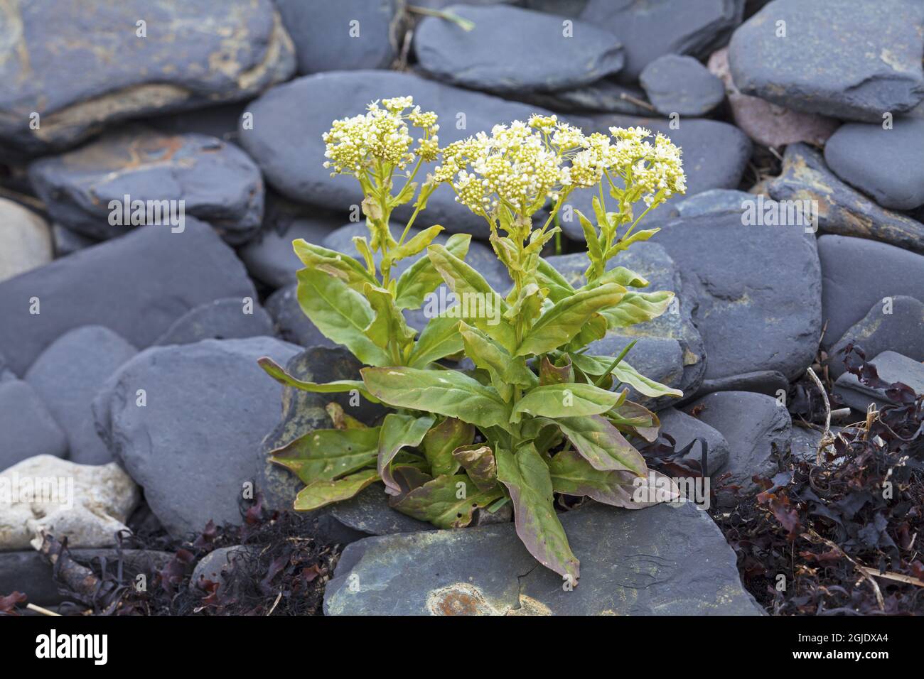 Hoary Cress, Cardaria draba, Lepidium draba Photo: Bengt Ekman / TT / code 2706  Stock Photo