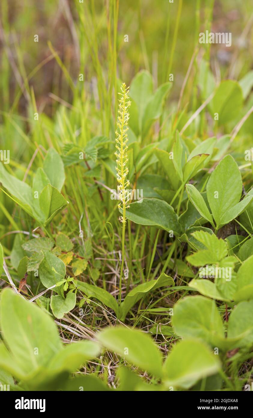 Single-leaved bog orchid, Microstylis monophyllos Photo: Bengt Ekman / TT / code 2706  Stock Photo