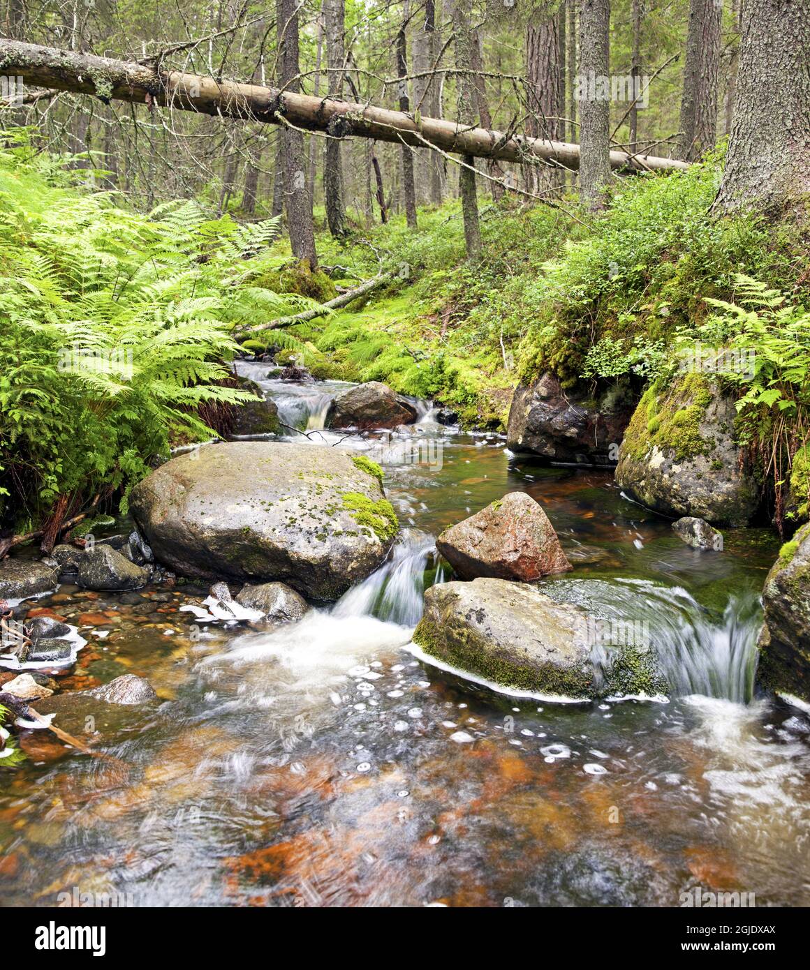 Stream in Skuleskogen National Park, Sweden Photo: Bengt Ekman / TT / code 2706 Stock Photo