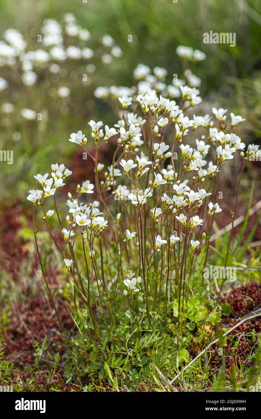 Meadow saxifrage (Saxifraga granulata) Photo: Ola Jennersten / TT / code 2754  Stock Photo