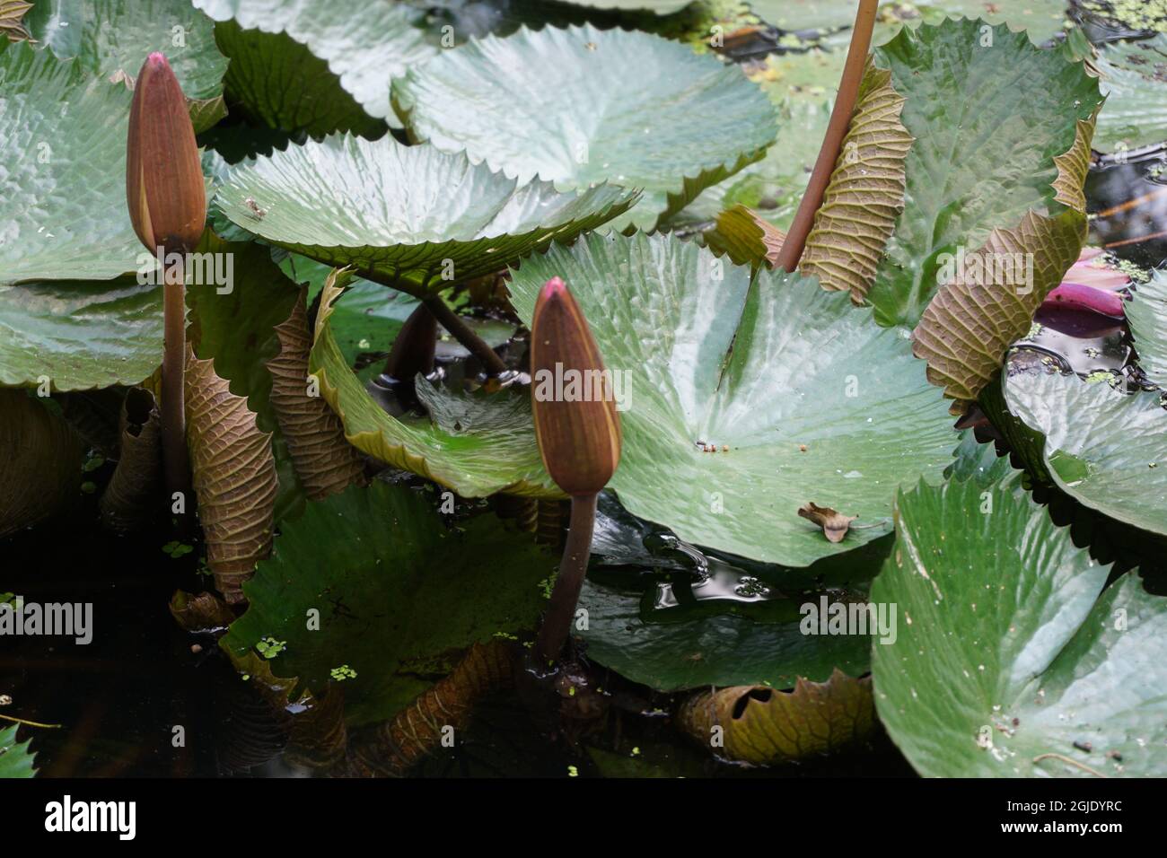 Waterlily floating on the pond Stock Photo - Alamy