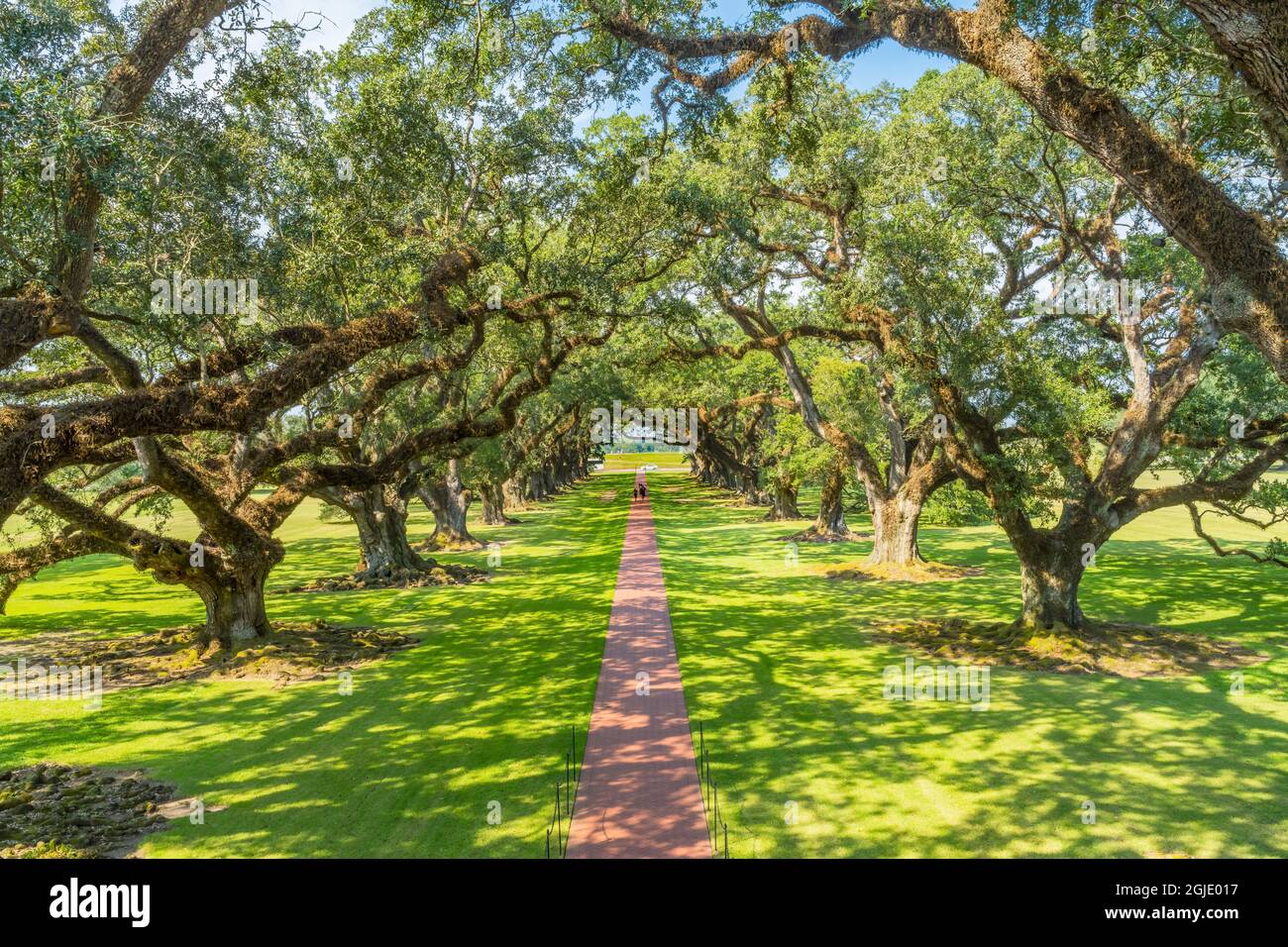 Oak trees in Oak Alley Plantation, Vacherie, Saint James Parish, Louisiana. Sugar plantation built in early 1800's based on slavery. Plantation went b Stock Photo