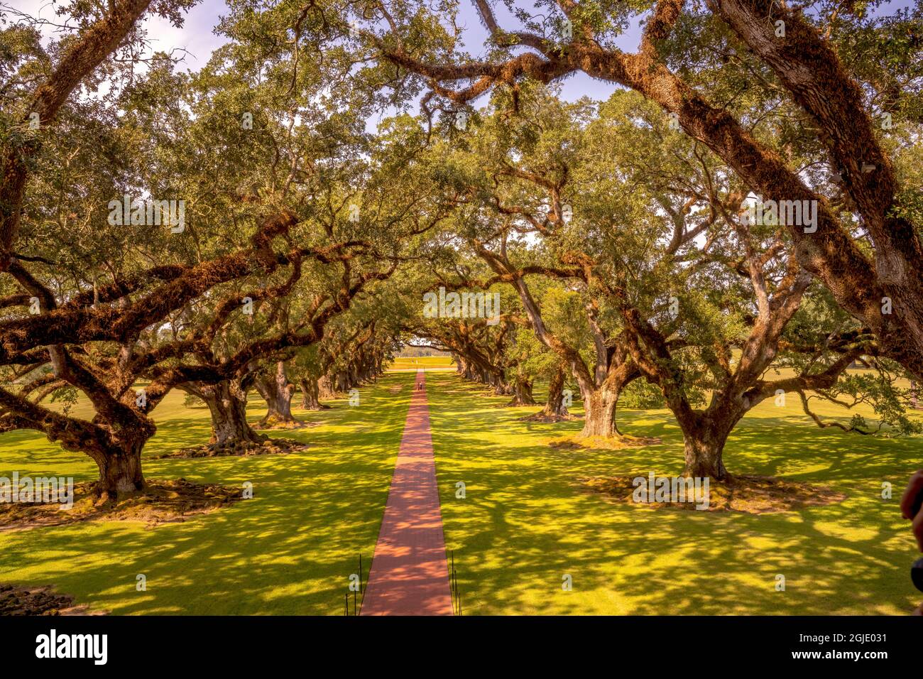 Oak trees in Oak Alley Plantation, Vacherie, Saint James Parish, Louisiana. Sugar plantation built in early 1800's based on slavery. Plantation went b Stock Photo