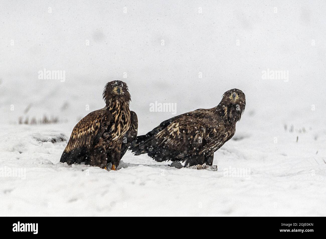 The white-tailed eagle (Haliaeetus albicilla) young eagles (1-2 years old) Photo: Ola Jennersten / TT / code 2754  Stock Photo