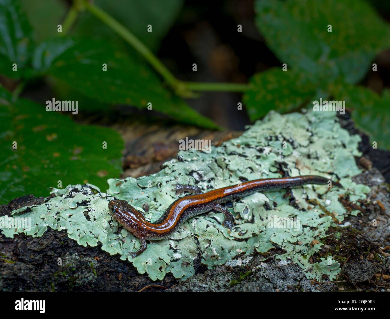 Eastern redbacked salamander (lungless salamander family) on lichen