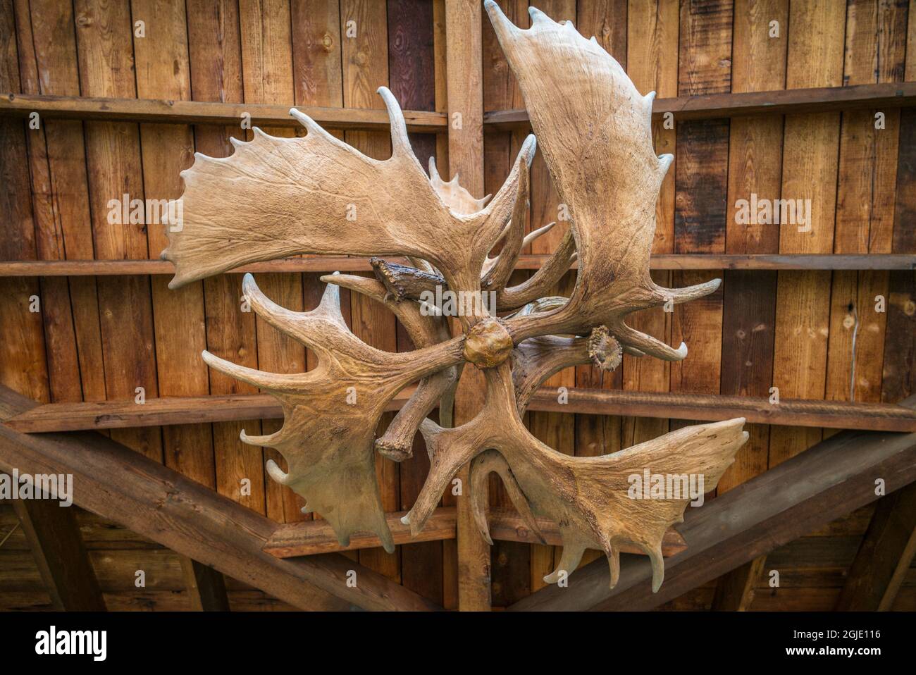USA, Maine Freeport. Moose antlers. Stock Photo