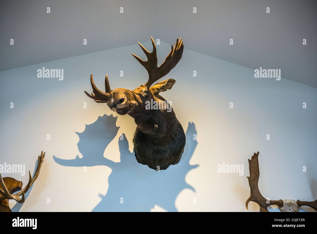 USA, Maine, Machias. Stuffed moose head. Stock Photo