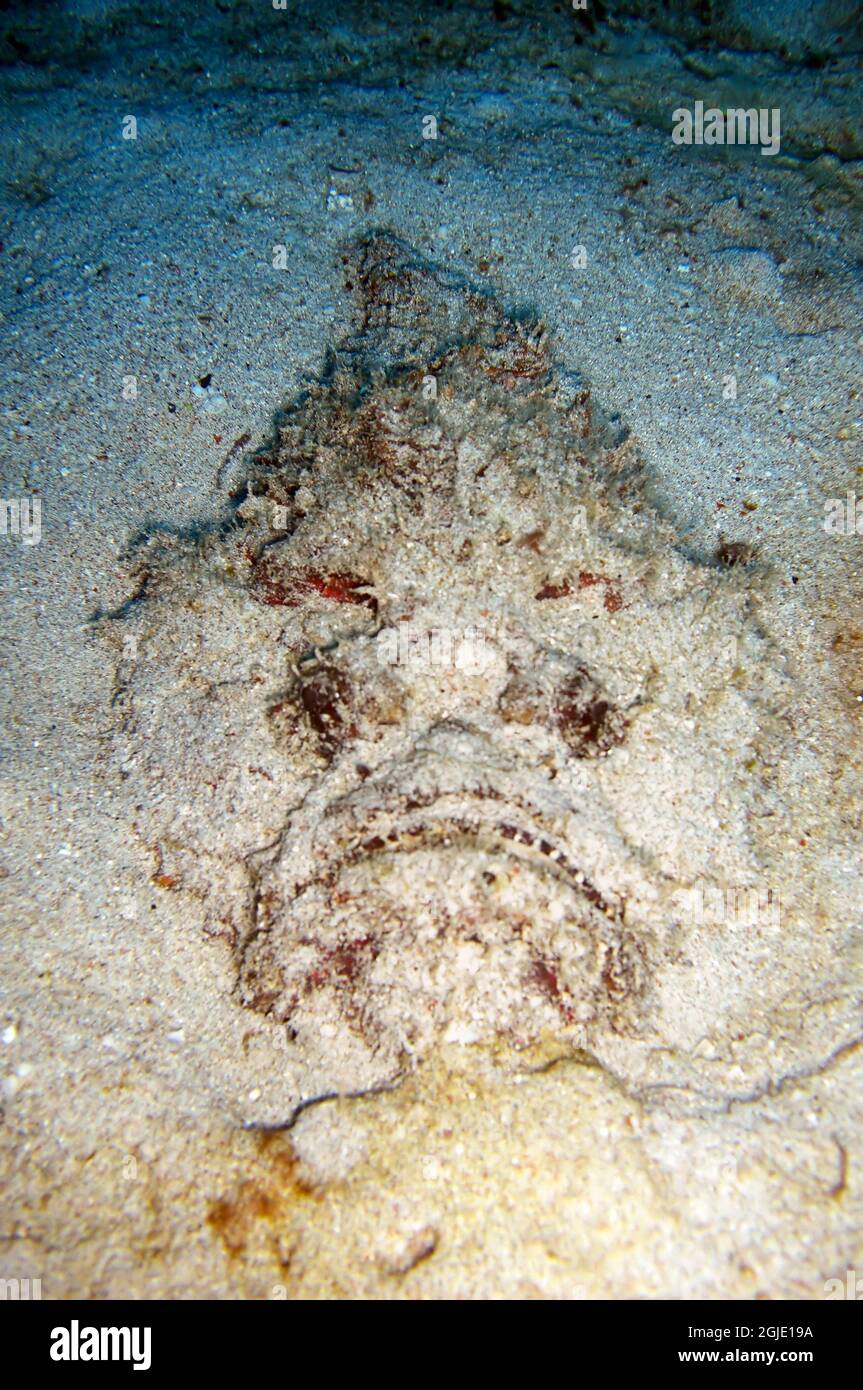 Stonefish (Synanceia Verrucosa) on the ground in the filipino sea January 13, 2012 Stock Photo