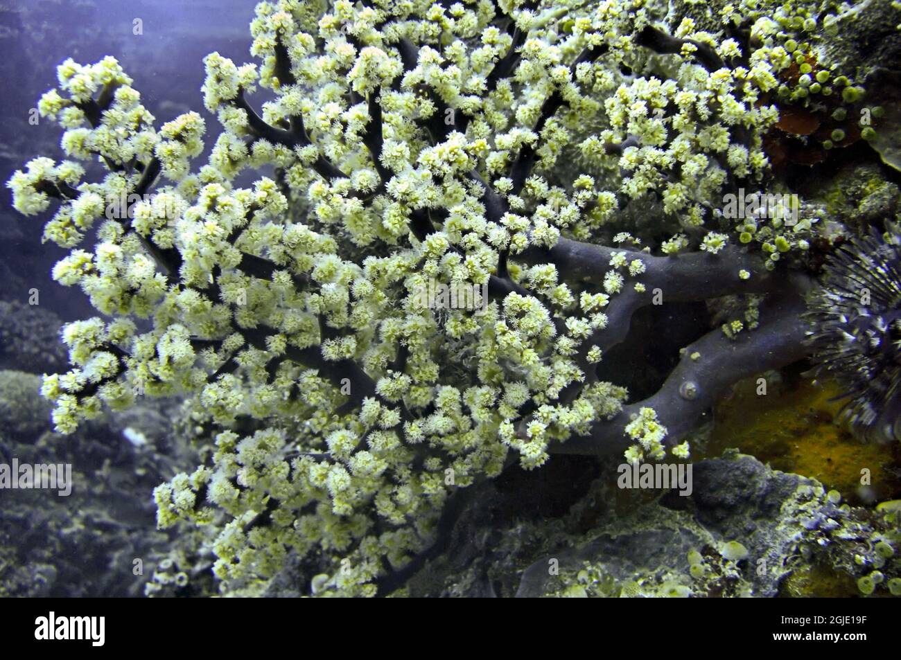 Colorful soft coral on the ground in the filipino sea January 9, 2012 Stock Photo