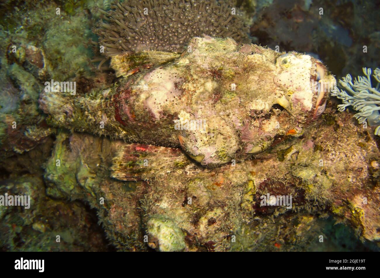 Tasseled Scorpionfish (Scorpaenopsis Oxycephala) swims in the filipino sea January 1, 2012 Stock Photo