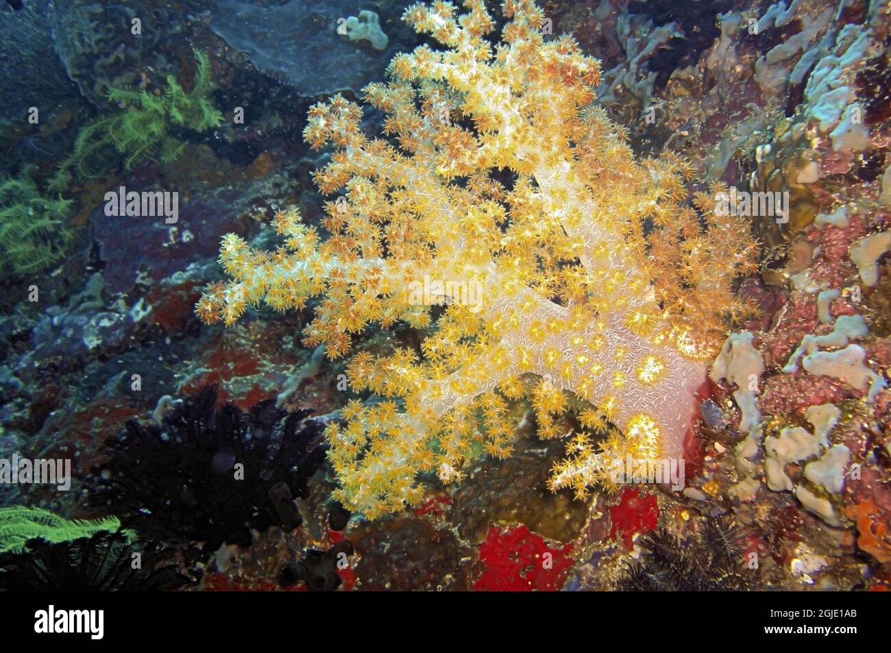 Colorful soft coral on the ground in the filipino sea January 19, 2012 Stock Photo