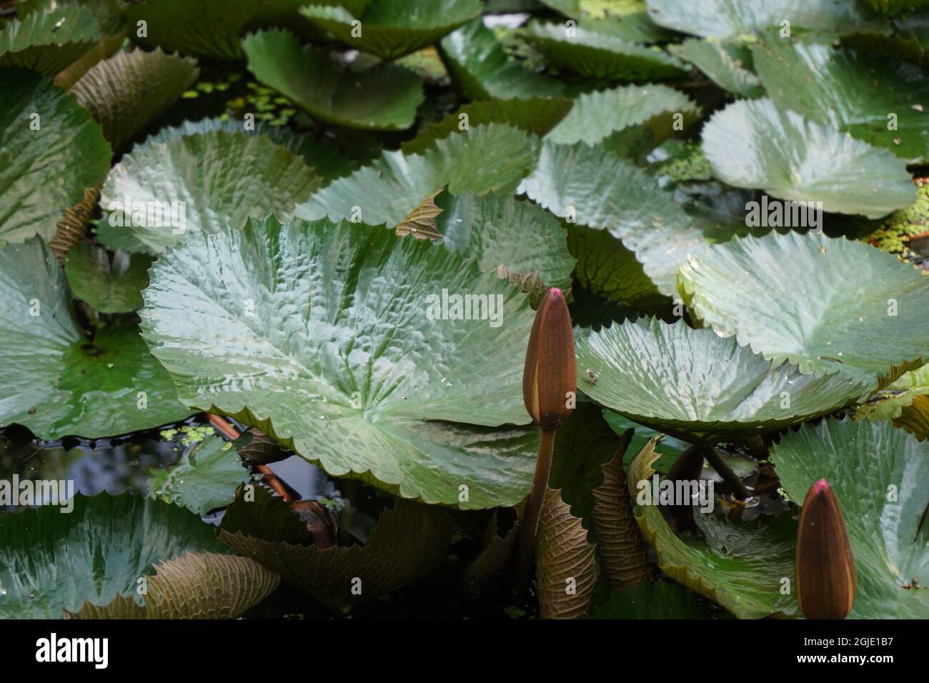 Waterlily floating on the pond Stock Photo - Alamy