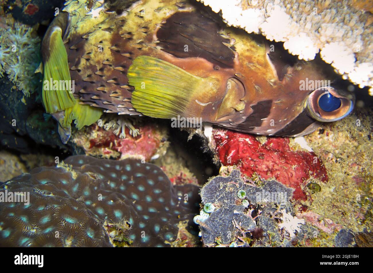 Black blotched Porcupine fish (Diodon Liturosus) swims in the filipino sea December 14, 2011 Stock Photo