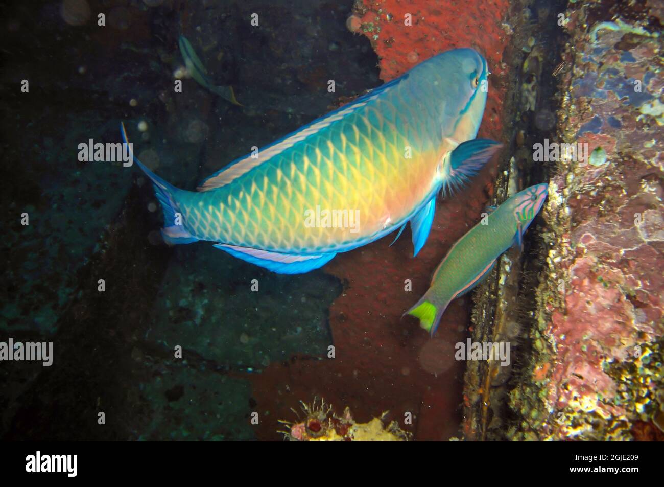 Unknown fish swims in the filipino sea December 14, 2011 Stock Photo