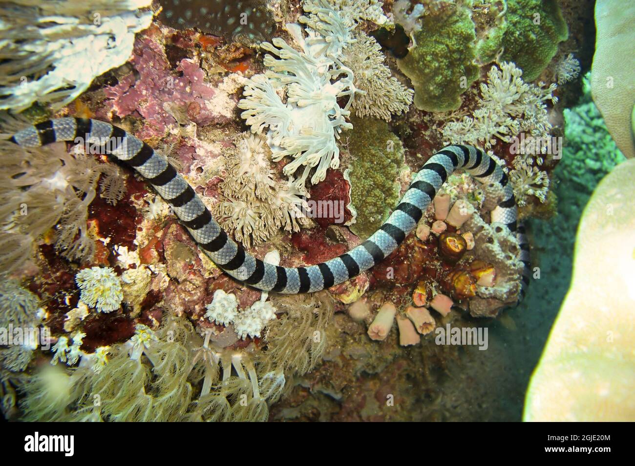 Banded Sea Krait (Laticauda Colubrina) swims in the filipino sea January 18, 2012 Stock Photo