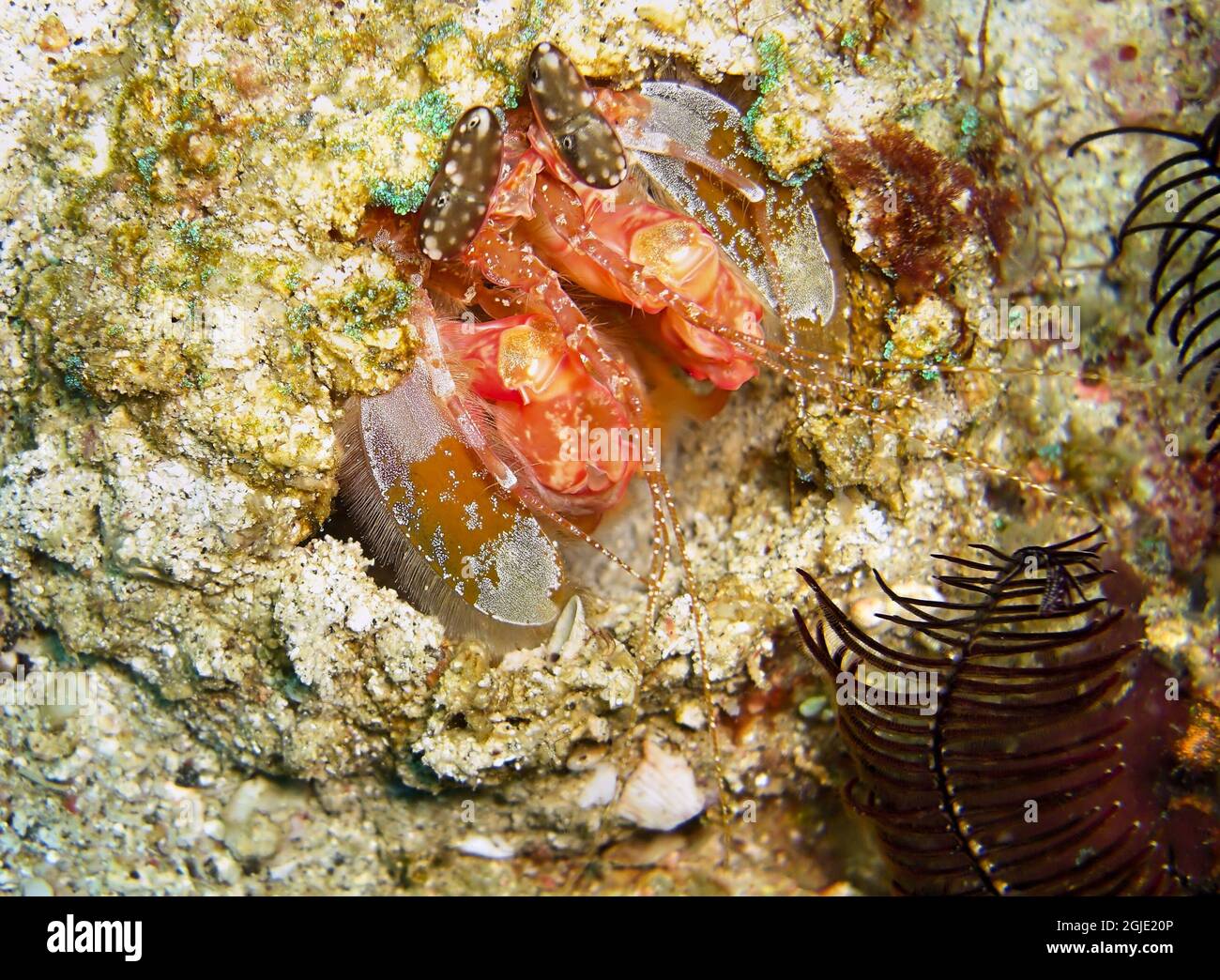 Mantis Shrimp (Odontodactylus Scyllarus) on the ground in the filipino sea January 18, 2012 Stock Photo