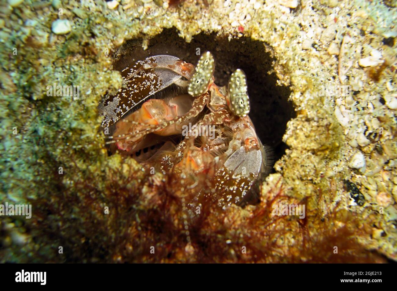 Mantis Shrimp (Odontodactylus Scyllarus) on the ground in the filipino sea December 25, 2011 Stock Photo