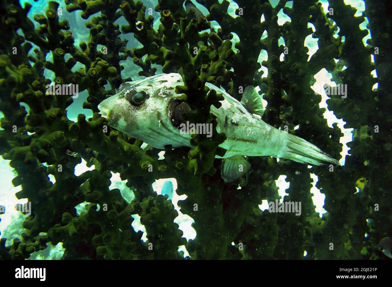 Smooth puffer fish (Lagocephalus Laevigatus) swims in the filipino sea January 9, 2012 Stock Photo
