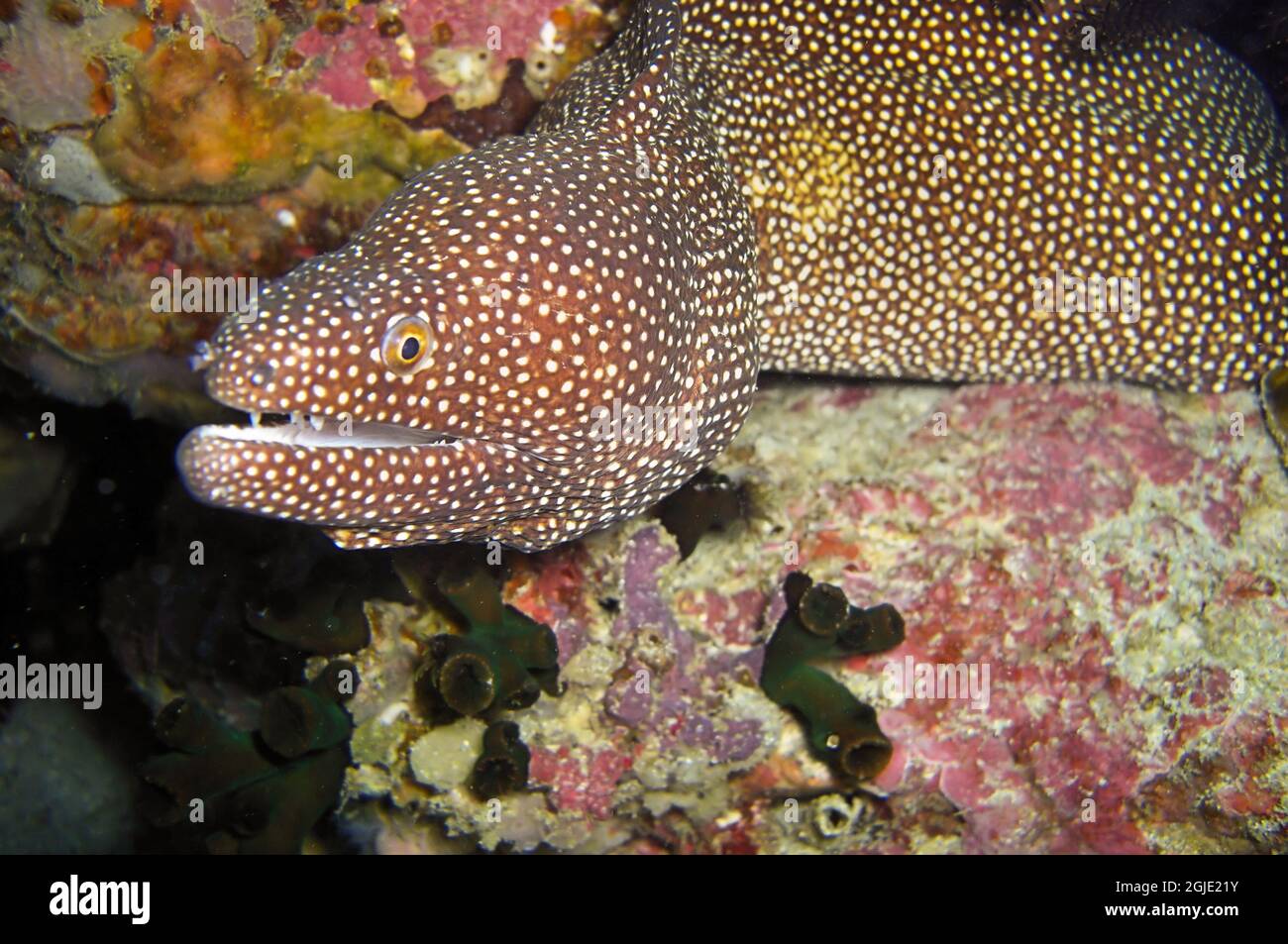 White mouth Moray Eel (Gymnothorax Meleagris) is protruding from behind a rock in the filipino sea January 16, 2012 Stock Photo