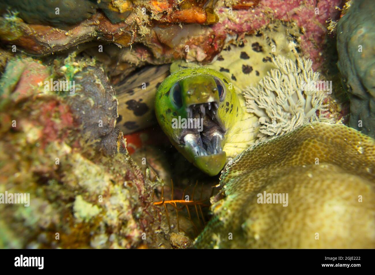 Fimbriated Moray Eel (Gymnothorax Fimbriatus) is protruding from behind a rock in the filipino sea December 30, 2011 Stock Photo