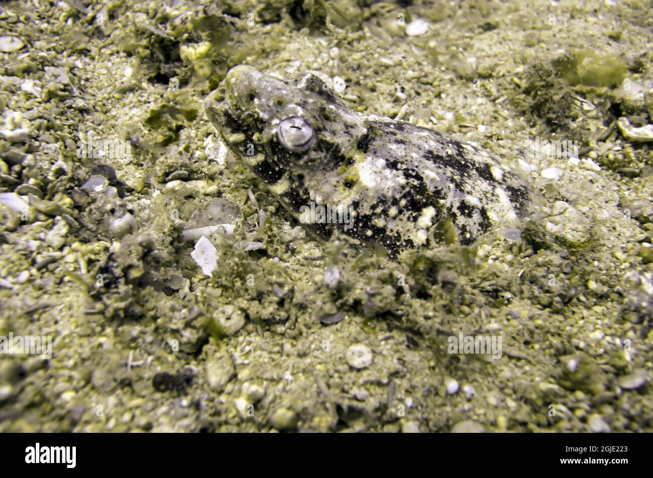 Stargazer Snake Eel (Brachysomophis) is protruding from the bottom in the filipino sea December 16, 2010 Stock Photo