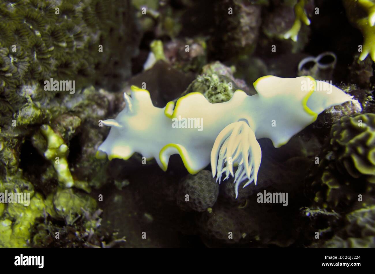 Nudibranch or Sea Slug (Ardeadoris Egretta) on the bottom in the filipino sea January 9, 2012 Stock Photo