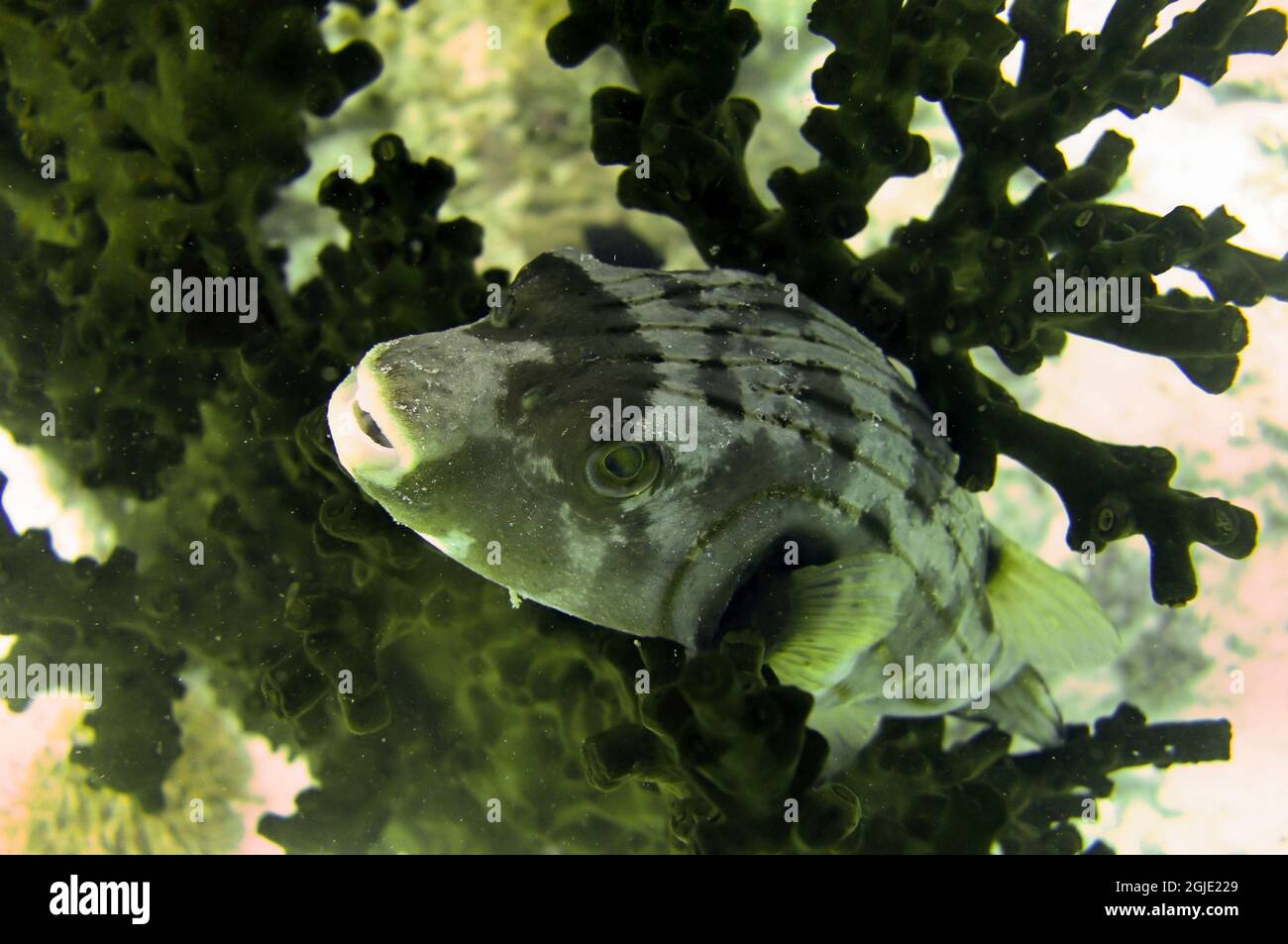 Smooth puffer fish (Lagocephalus Laevigatus) swims in the filipino sea January 9, 2012 Stock Photo
