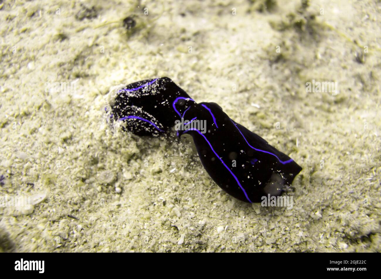 Headshield Slug (Chelidonura Varians) on the bottom in the filipino sea December 16, 2010 Stock Photo