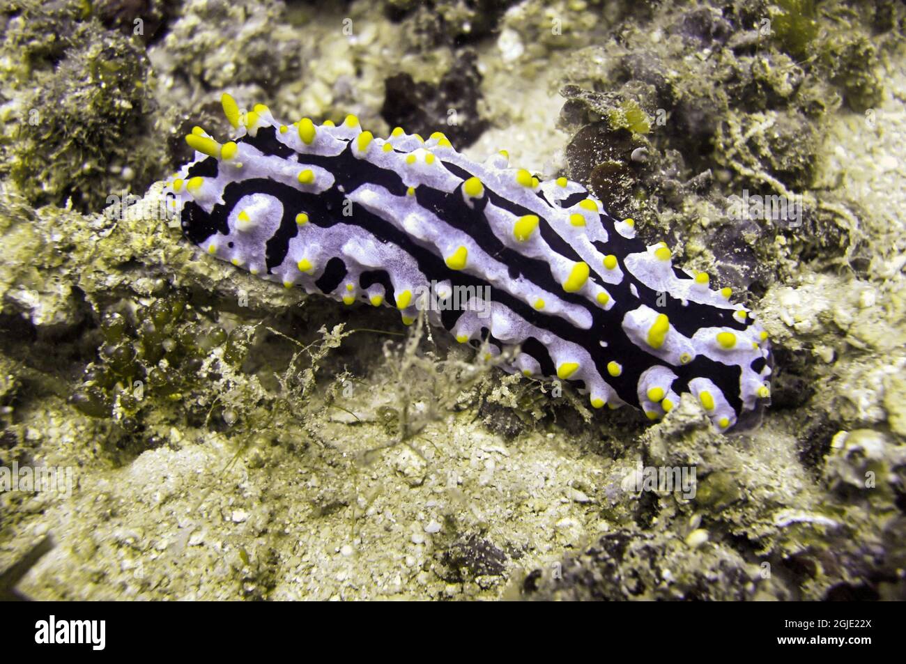 Nudibranch or Sea Slug (Phyllidia Varricosa) on the bottom in the filipino sea January 9, 2012 Stock Photo