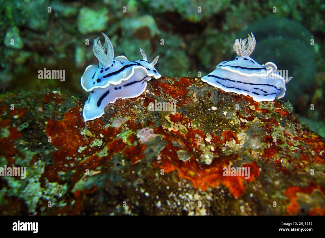 Nudibranch or Sea Slug (Chromodoris Willani) on the bottom in the filipino sea December 30, 2011 Stock Photo