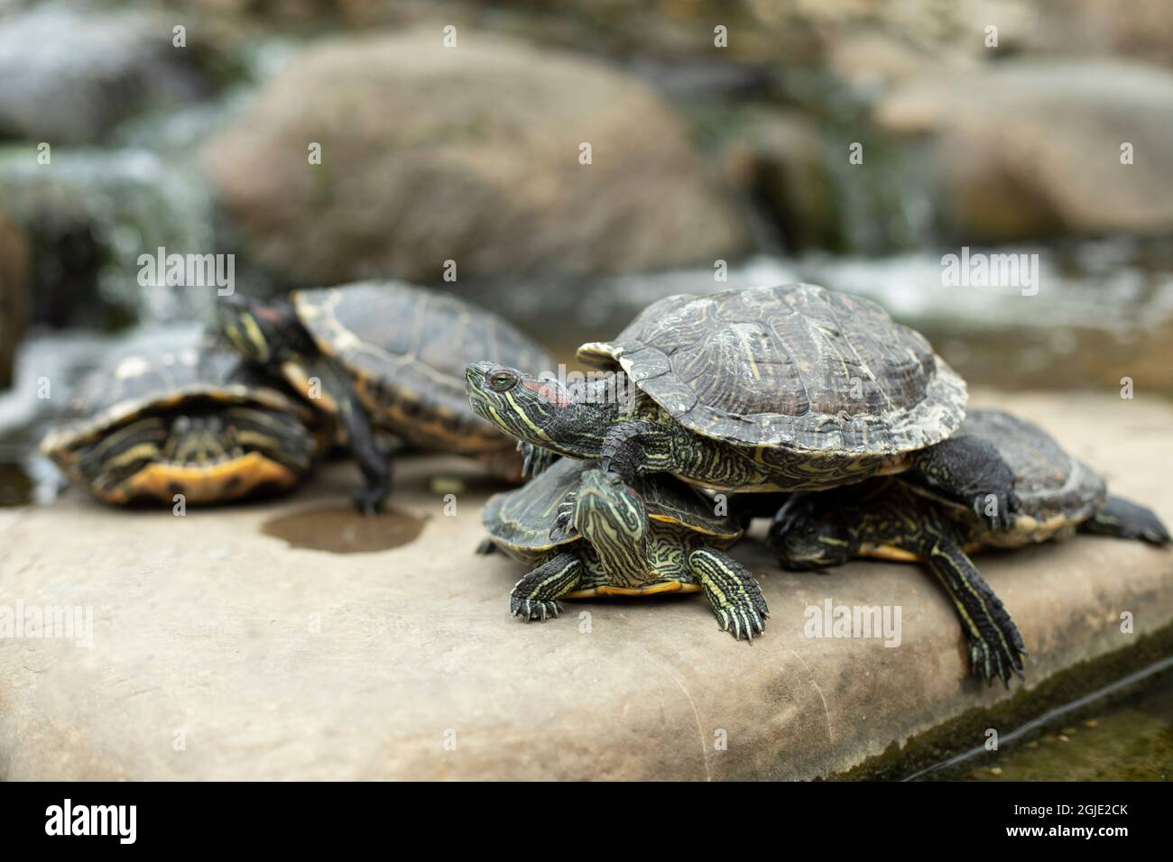 Many water turtles sit on the rock. Animals in the zoo. Coldblooded
