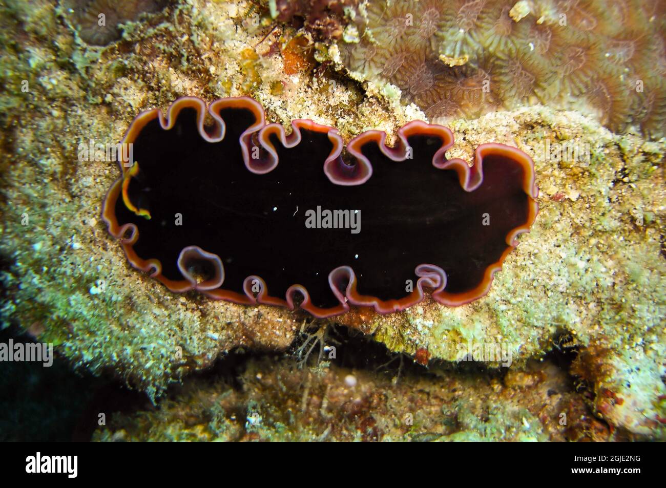 Black Platworm (Platyhelminthes) on the ground in the filipino sea January 18, 2012 Stock Photo