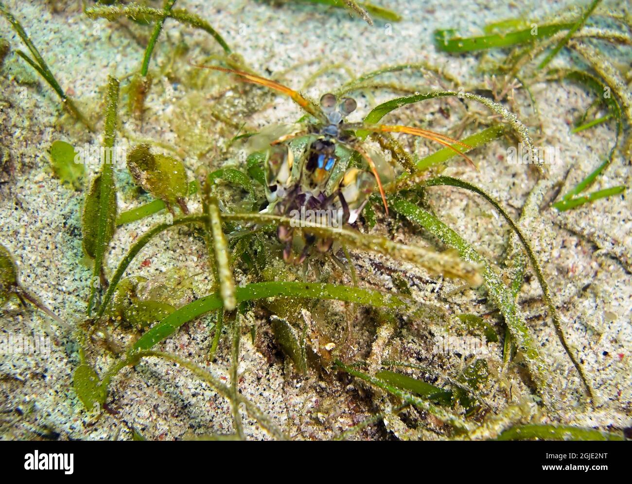 Very young Mantis Shrimp (Odontodactylus Scyllarus) on the ground in the filipino sea January 20, 2012 Stock Photo