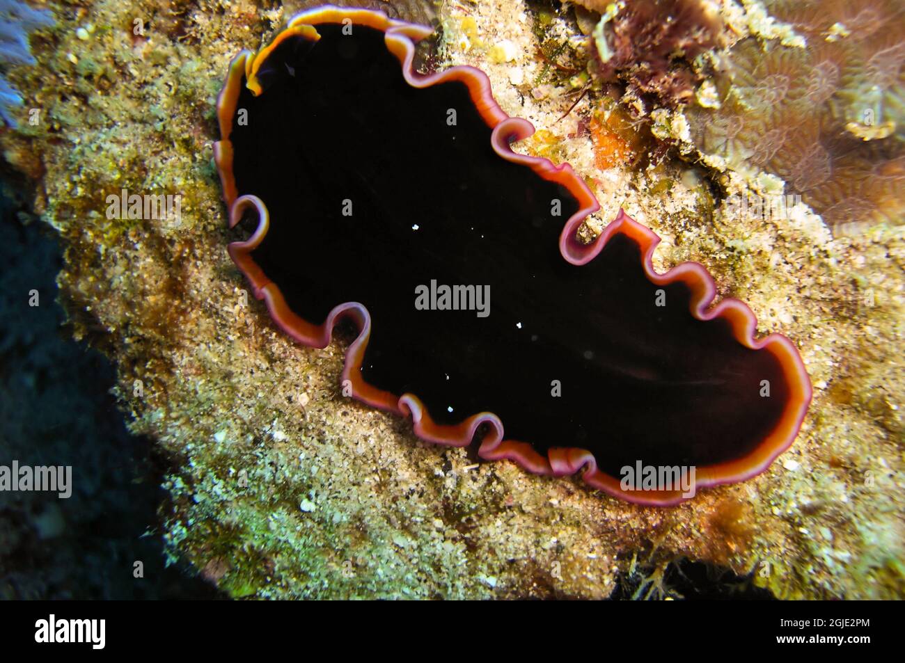 Black Platworm (Platyhelminthes) on the ground in the filipino sea January 18, 2012 Stock Photo