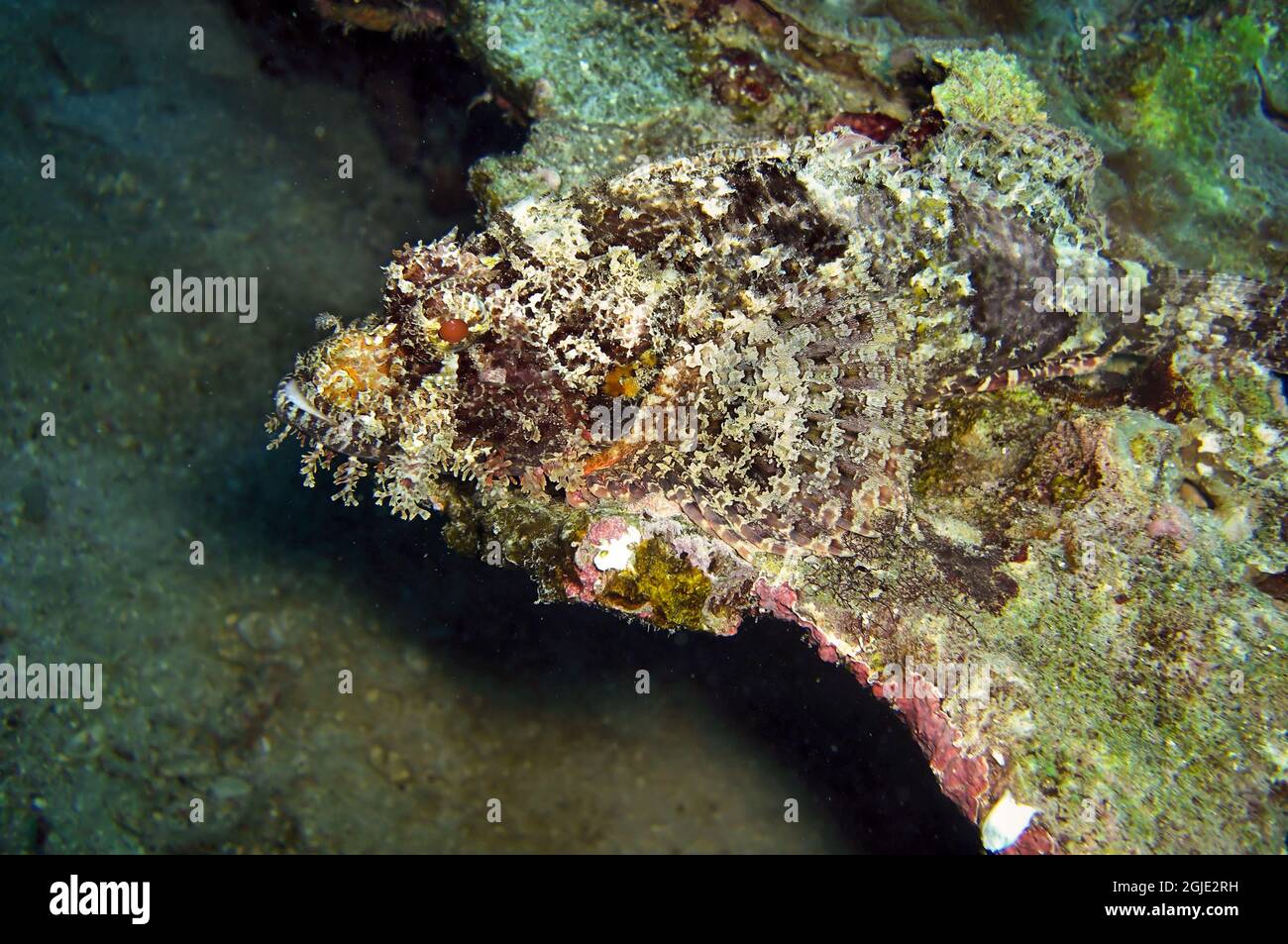 Tasseled Scorpionfish (Scorpaenopsis Oxycephala) is swimming in the filipino sea January 13, 2012 Stock Photo