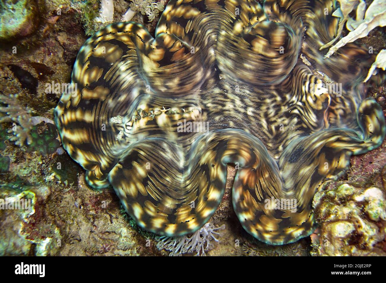Giant Clam on the bottom in the filipino sea January 18, 2012 Stock Photo