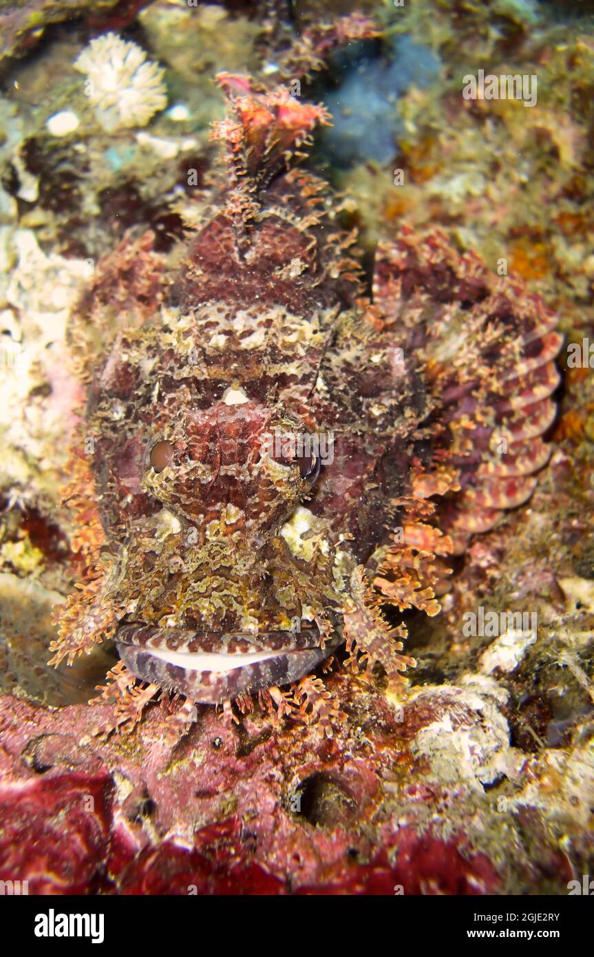 Tasseled Scorpionfish (Scorpaenopsis Oxycephala) is swimming in the filipino sea January 1, 2012 Stock Photo