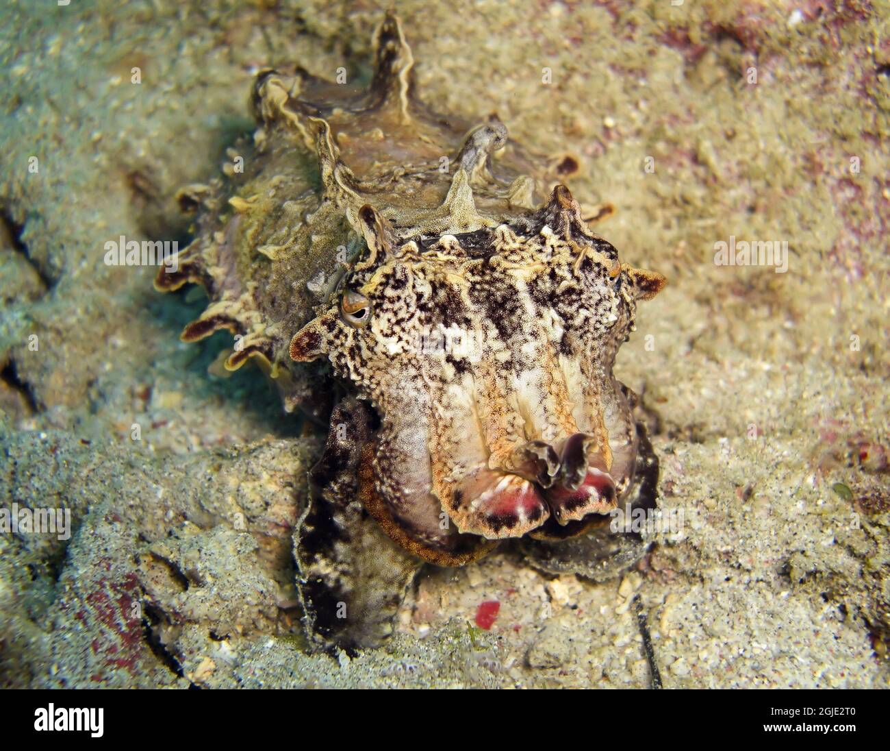 Cuttlefish on the bottom in the filipino sea January 19, 2012 Stock Photo