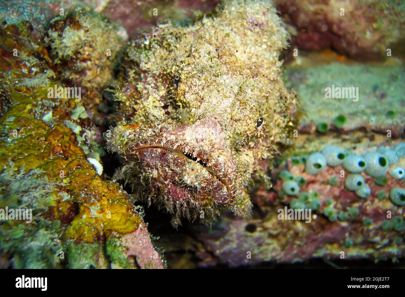 Stone fish (Synanceia Verrucosa) is swimming in the filipino sea January 13, 2012 Stock Photo