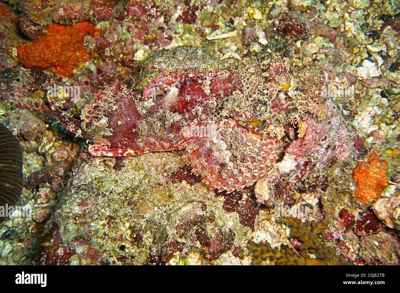 Tasseled Scorpionfish (Scorpaenopsis Oxycephala) is swimming in the filipino sea January 19, 2012 Stock Photo