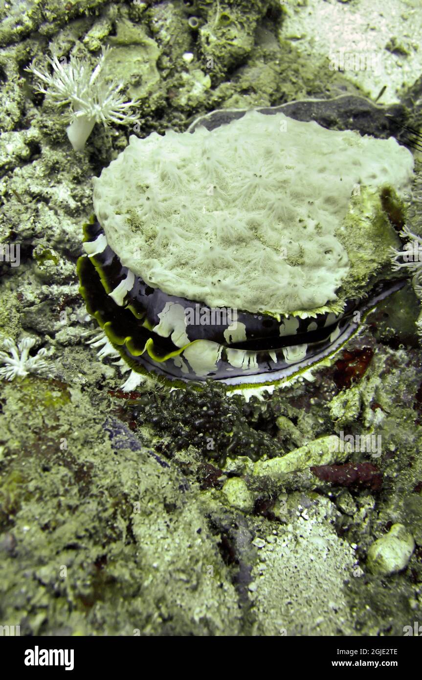 Clam on the bottom in the filipino sea December 18, 2011 Stock Photo