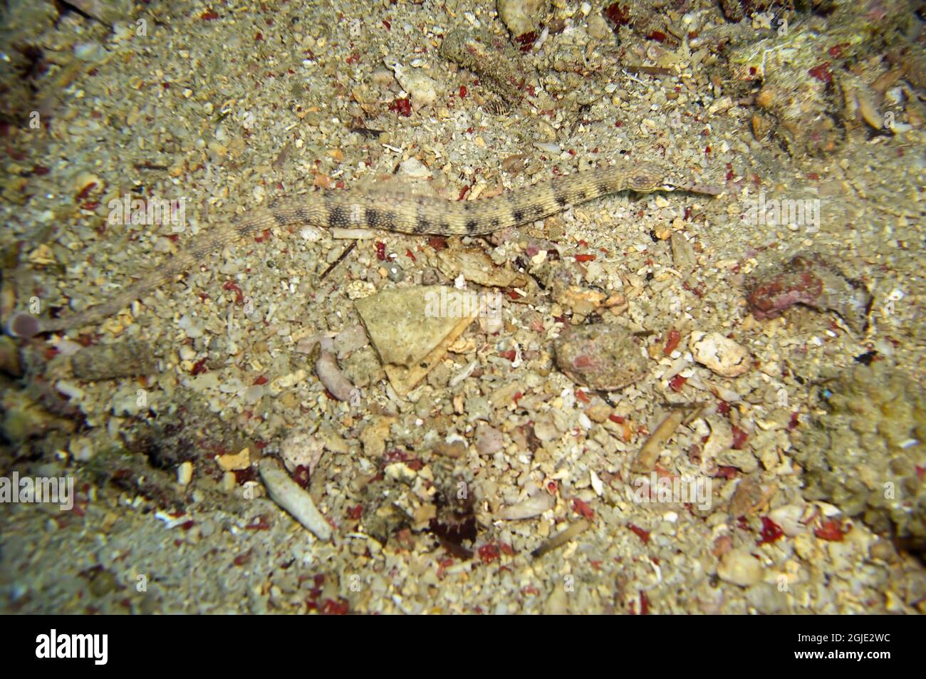 Pipefish (Doryrhamphus) swims in the filipino sea January 13, 2012 Stock Photo
