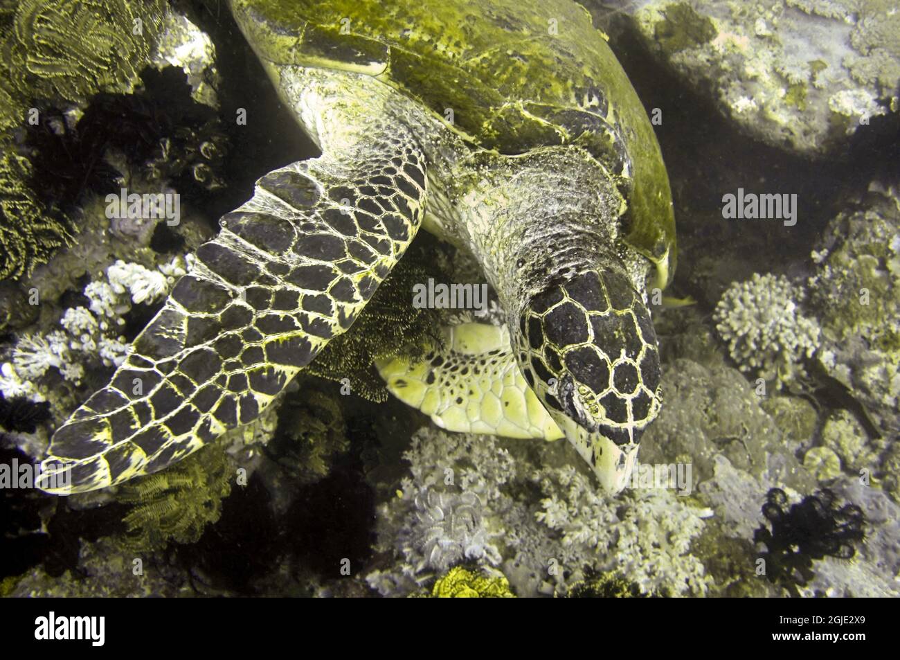 Sea Turtle (Chelonia) is swimming in the filipino sea January 8, 2012 Stock Photo