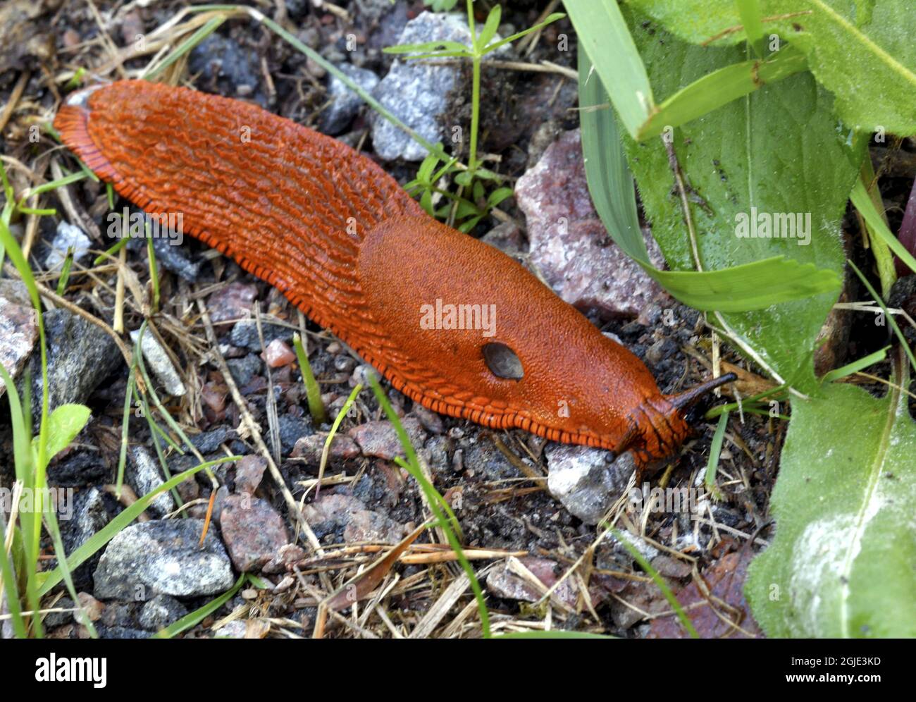 Red slug (Arion rufus) Photo: Alf Linderheim / TT / code 2731 Stock ...