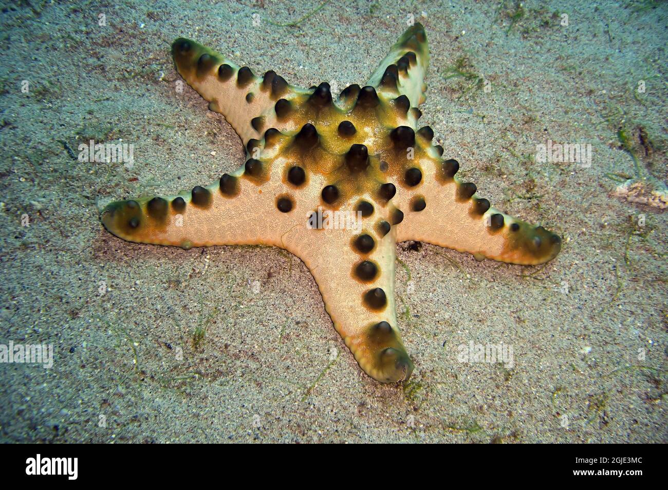 Honeycomb Seastar (Pentaceraster Alveolatus) on the bottom in the filipino sea January 20, 2012 Stock Photo