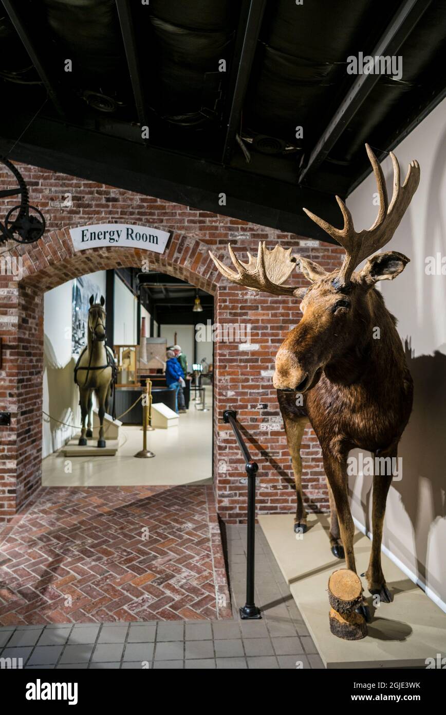 USA, Maine, Owls Head, Owls Head Transportation Museum, stuffed moose
