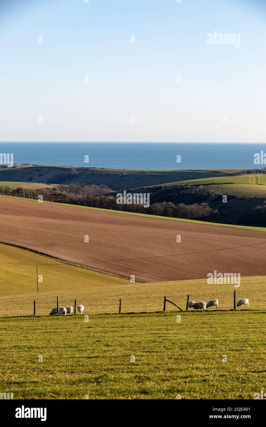 Sheep grazing in the South Downs with the ocean behind Stock Photo