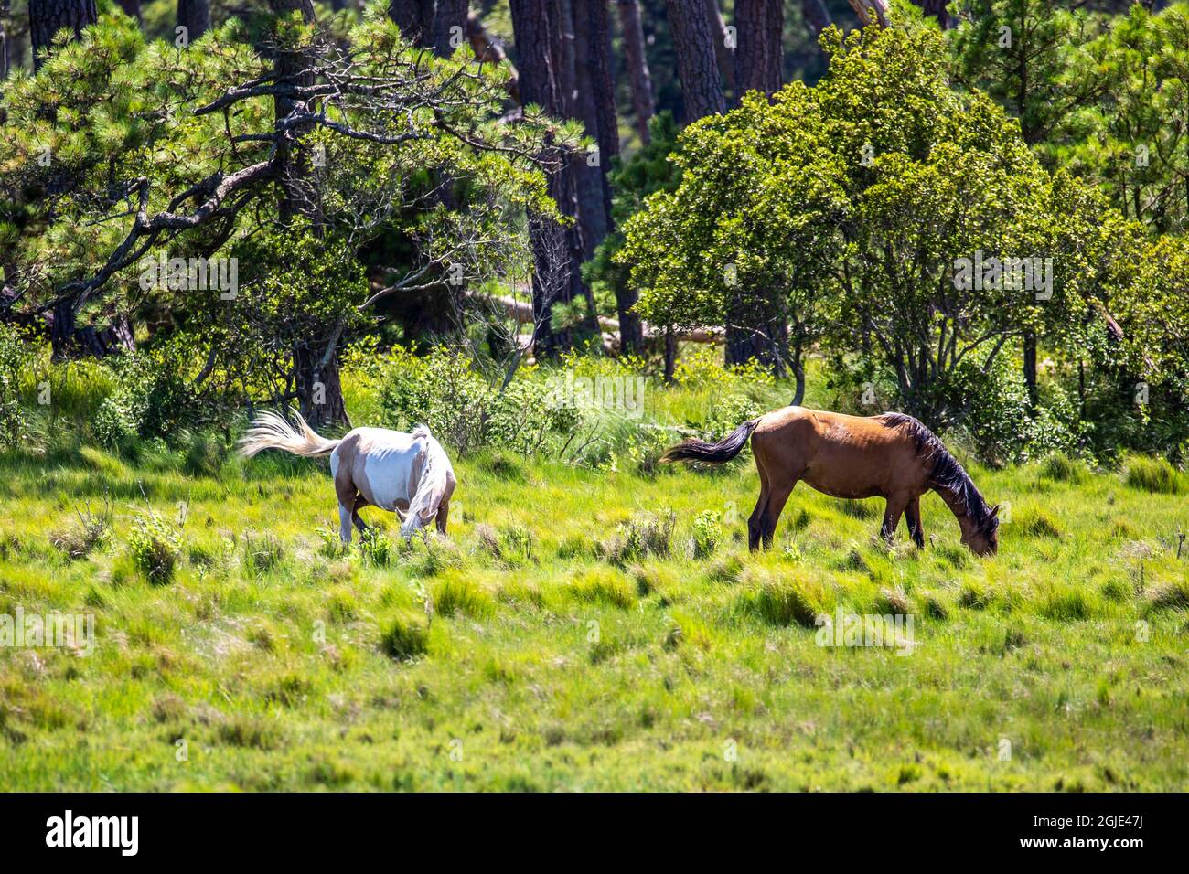 USA, Maryland, Chincoteague Island, wild ponies of Assateague Stock