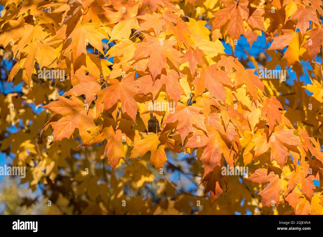 Leaves and colorful hi-res stock photography and images - Alamy
