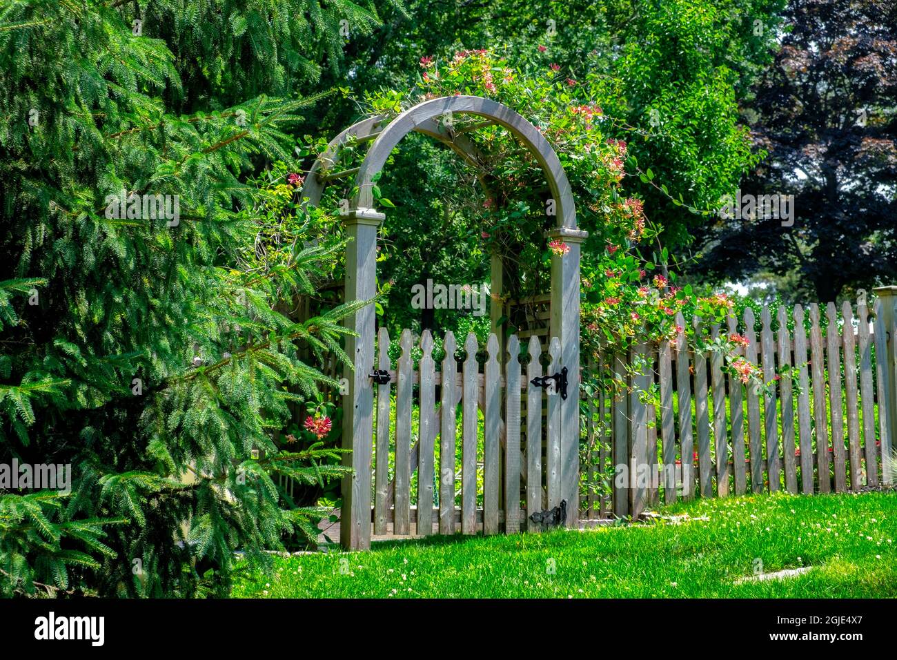 European honeysuckle on arbor and fence Stock Photo Alamy